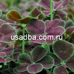 Клевер ползучий Atropurpurea