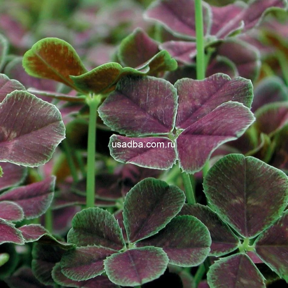 Клевер ползучий Atropurpurea