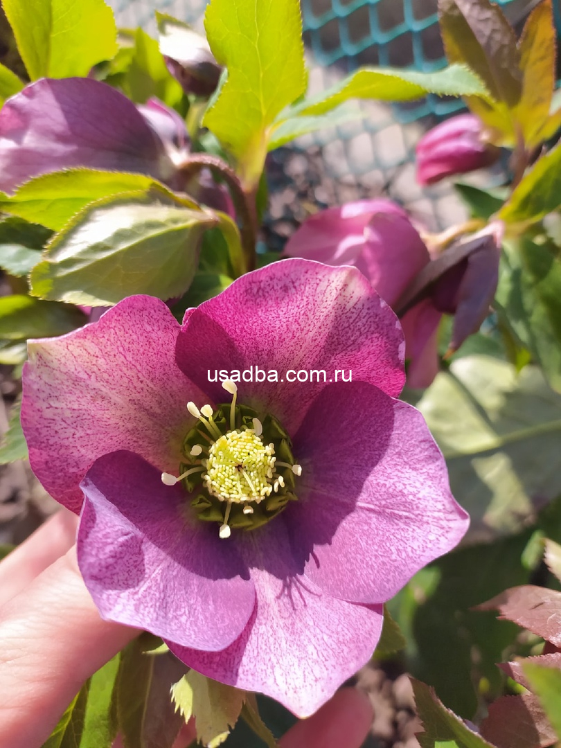 Морозник темно-розовый