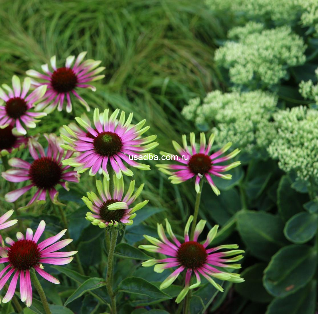 Эхинацея Green Twister