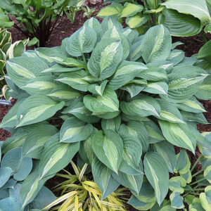 Хоста Мата Хари