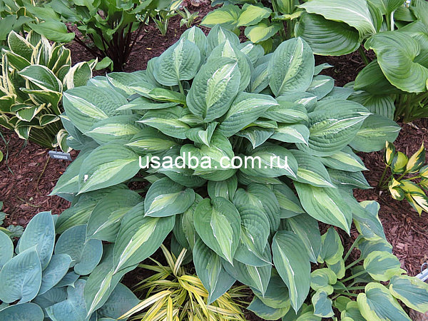 Хоста Мата Хари