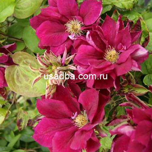 Клематис Red Star — изображение 2