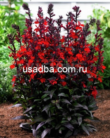 Лобелия Scorlet Princess