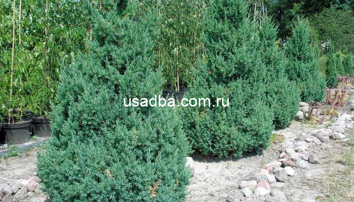 Можжевельник Green Carpet