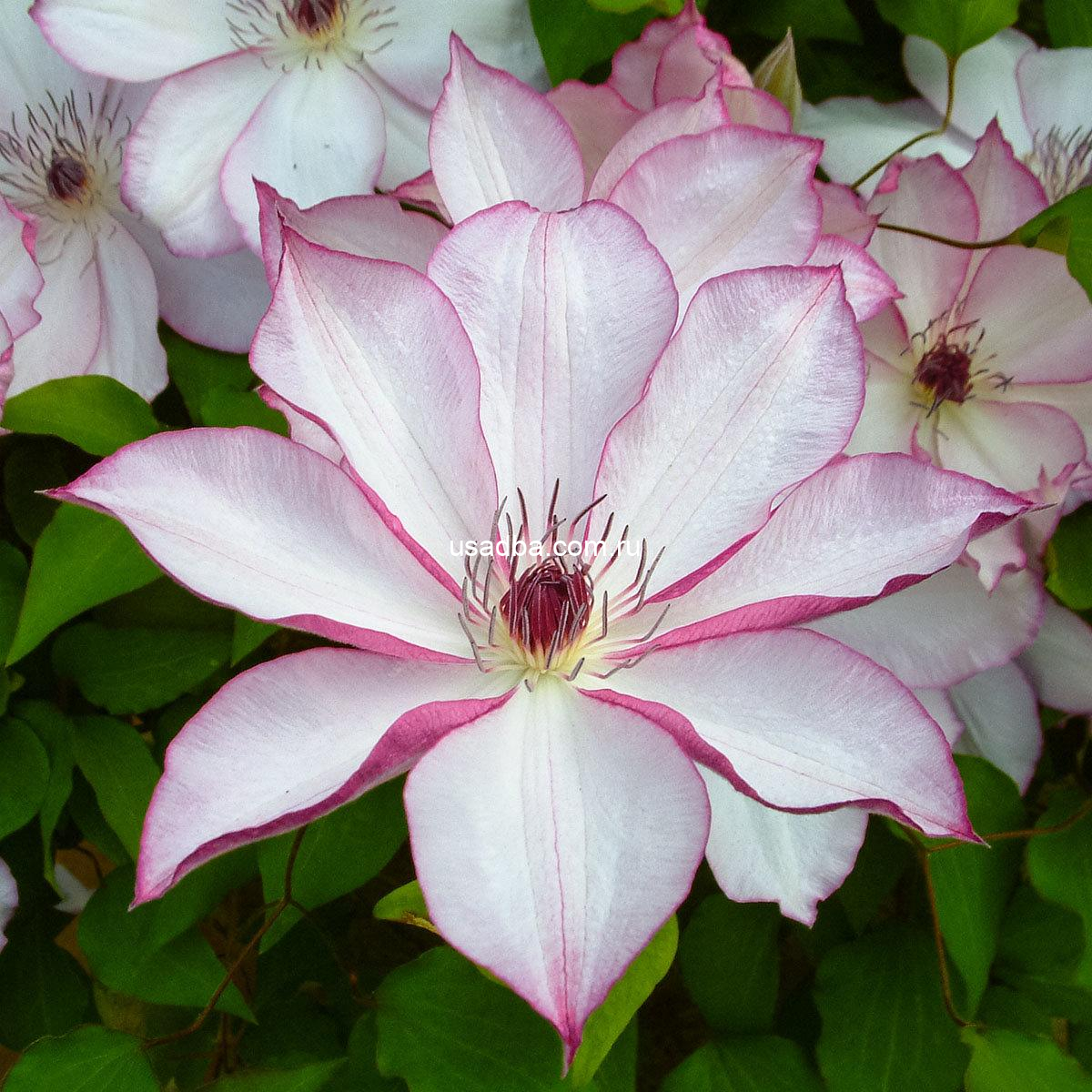 Клематис Omoshiro — изображение 2