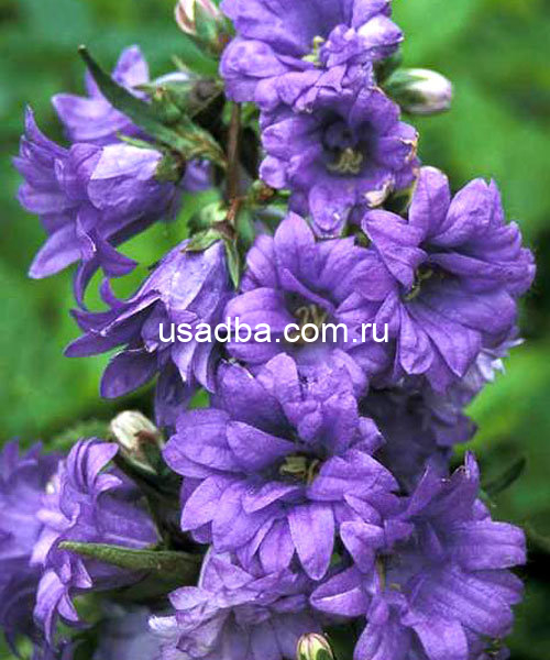 Колокольчик крапиволистный Bernice