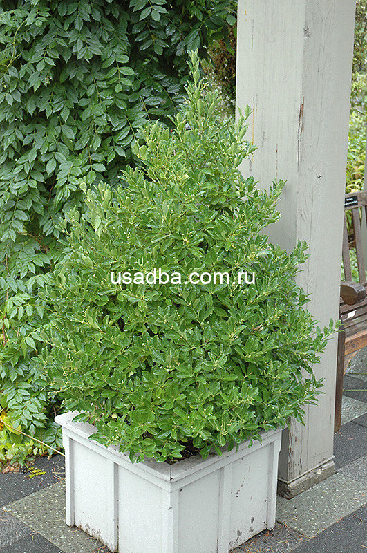 Бересклет японский зеленый — изображение 2