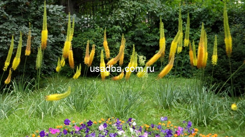 Эримурус — изображение 2