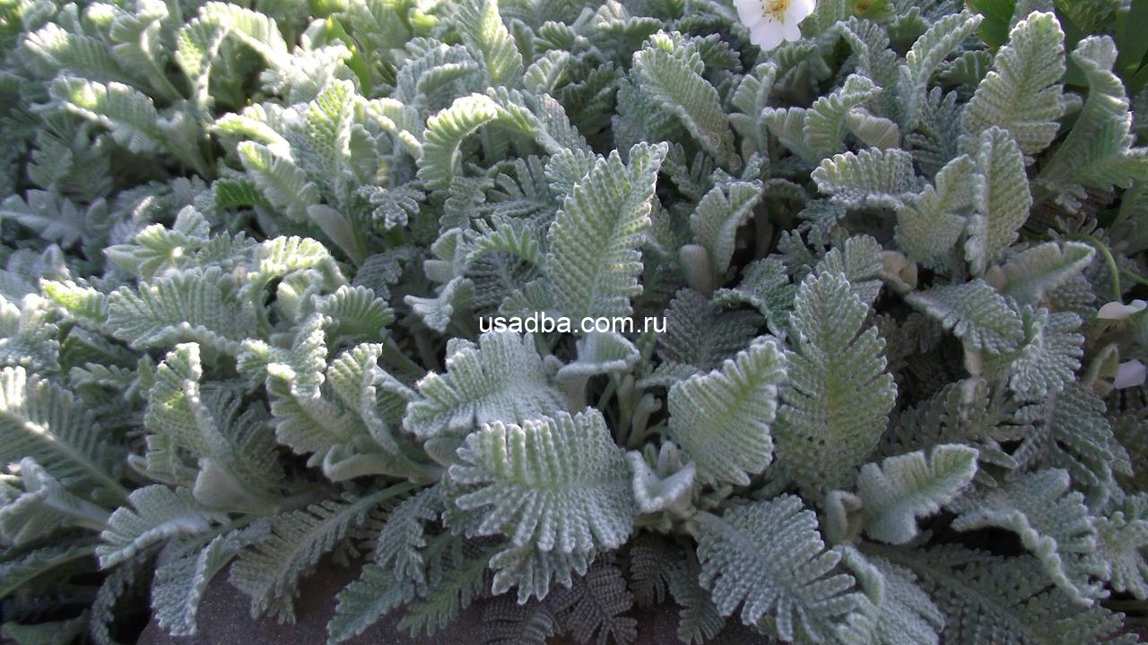 Пижма Городянова