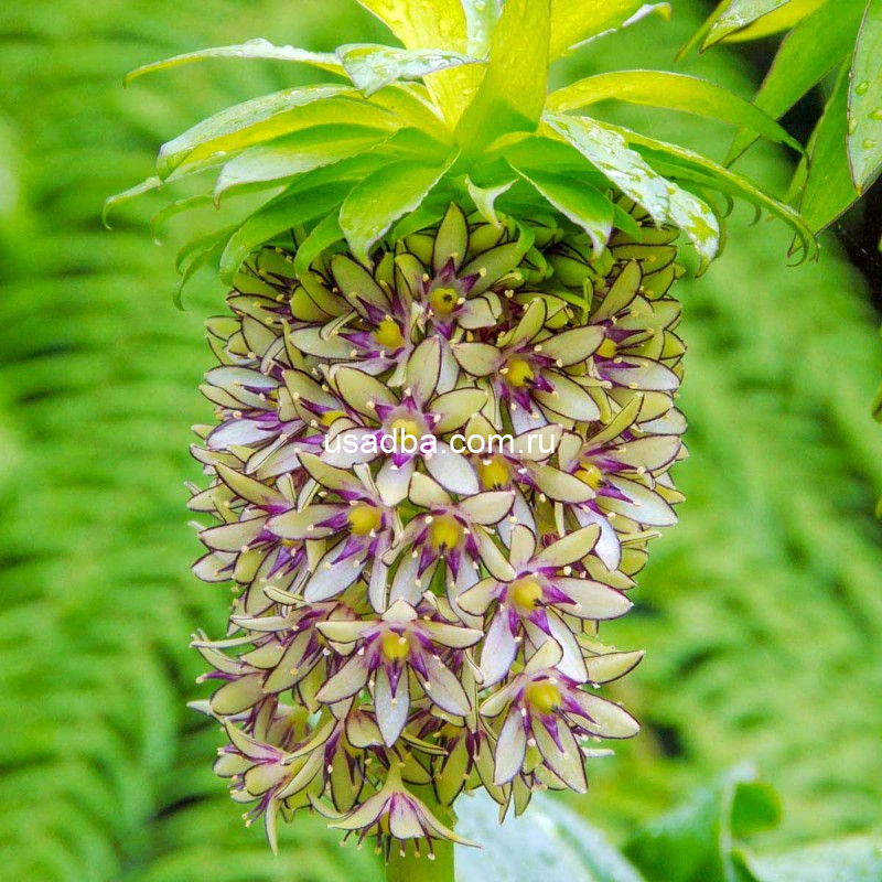 Эвкомис Bicolor