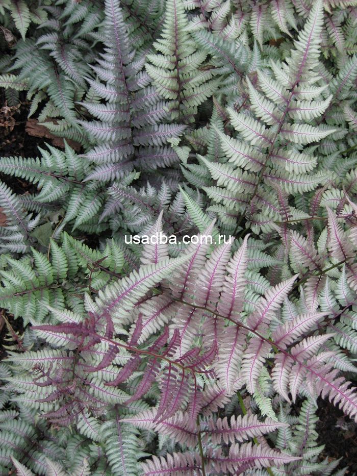 Кочедыжник Pictum Metallica — изображение 2