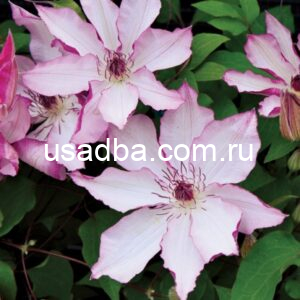 Клематис Omoshiro