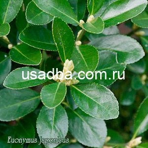 Бересклет японский зеленый