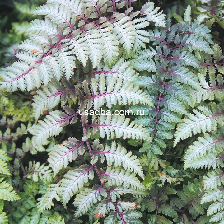 Кочедыжник Pictum Metallica