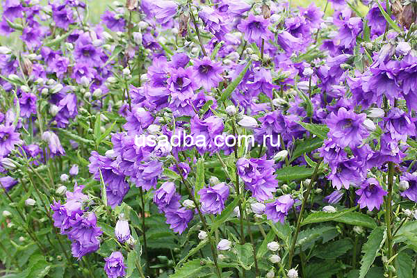 Колокольчик крапиволистный Bernice — изображение 2