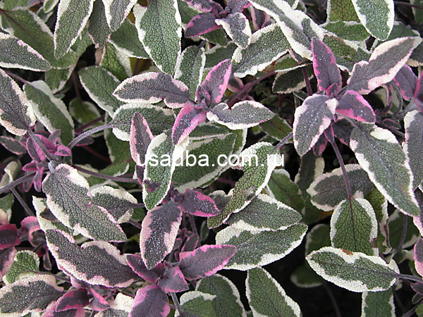 Шалфей трехцветный