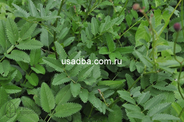 Кровохлебка лекарственная красная — изображение 3