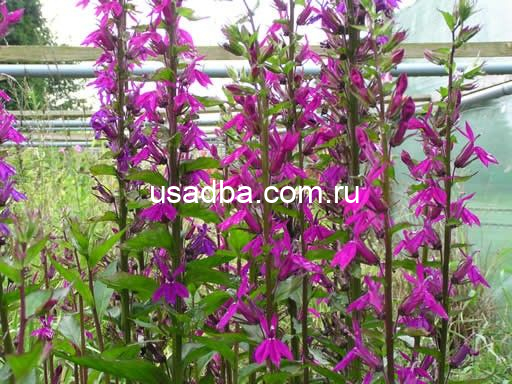 Лобелия Tania