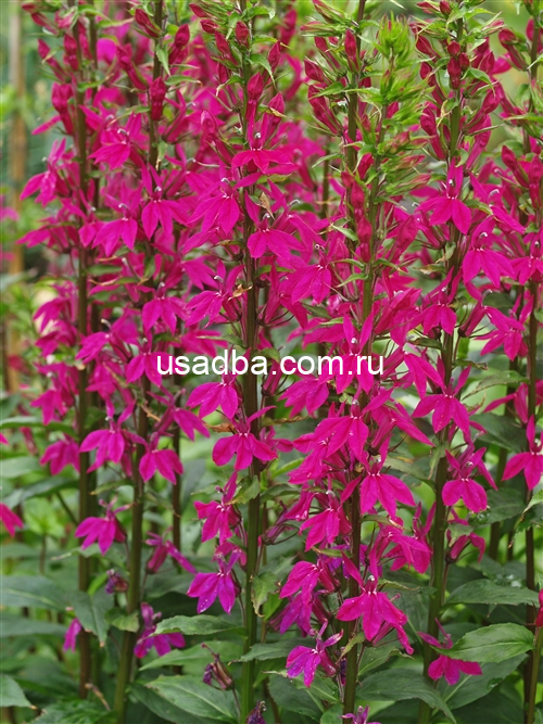 Лобелия Tania — изображение 2