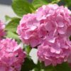 Гортензия крупнолистная "Forever & Ever" Pink — изображение 2