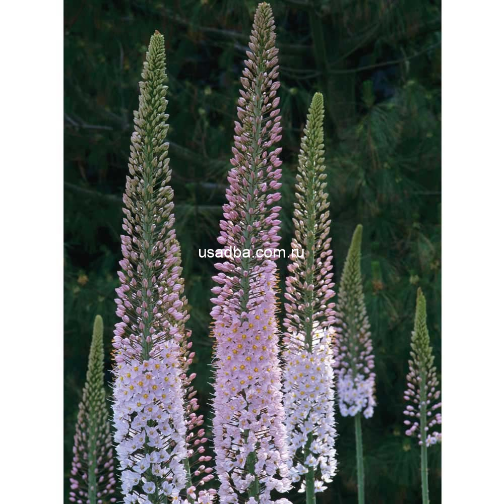 Эримурус Foxtrot