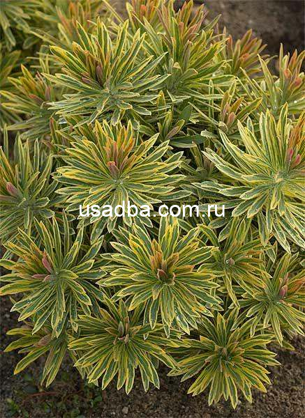 Молочай мартини - Эскот Рейнбоу