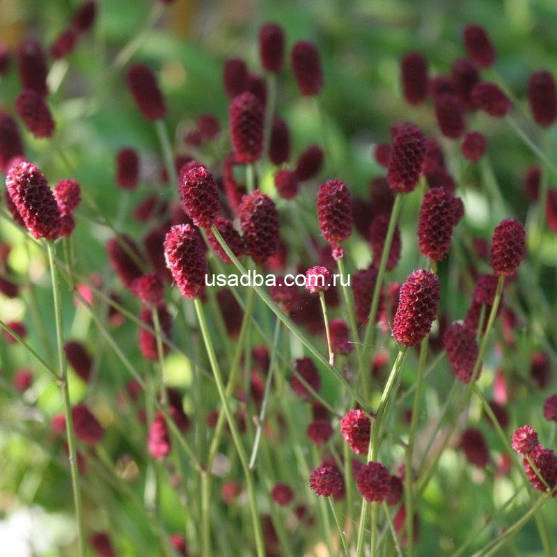 Кровохлебка лекарственная красная — изображение 2