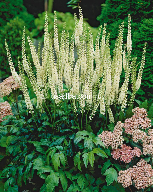 Клопогон White Pearl