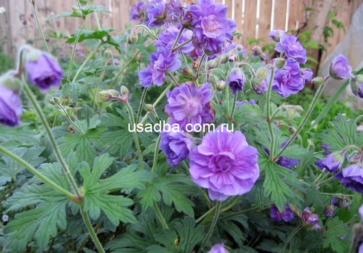 Герань Пленум