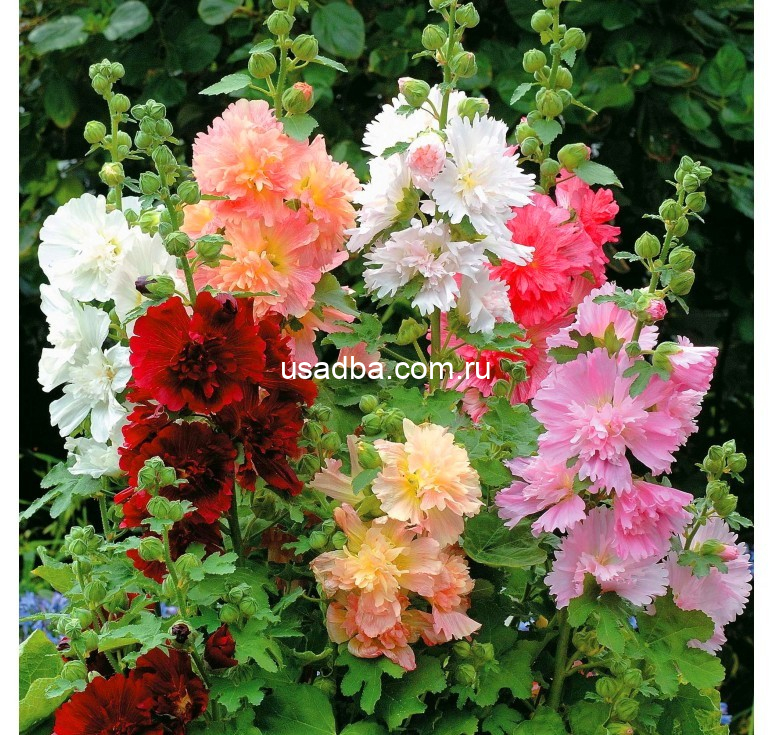 Мальва махровая шток роза.