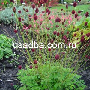 Кровохлебка лекарственная красная