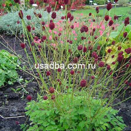 Кровохлебка лекарственная красная