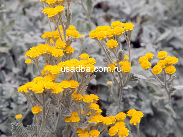 Пижма Городянова — изображение 2