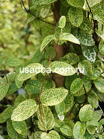 Жимолость японская пестролистная