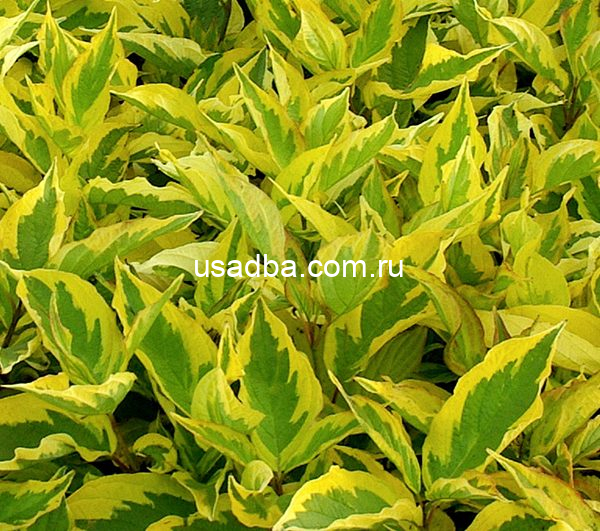 Дерен ауреовариегата