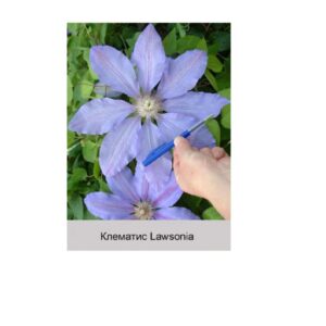 Клематис Lawsonia