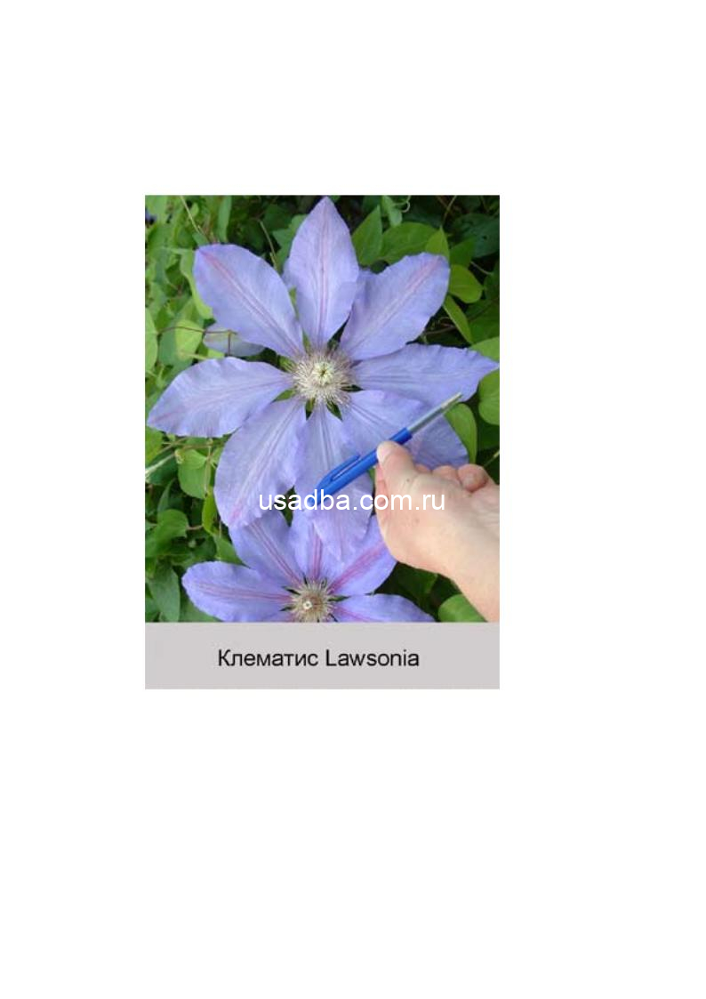 Клематис Lawsonia