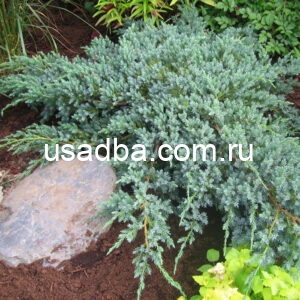 Можжевельник