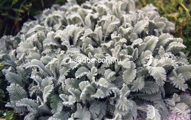 Пижма Городянова — изображение 3