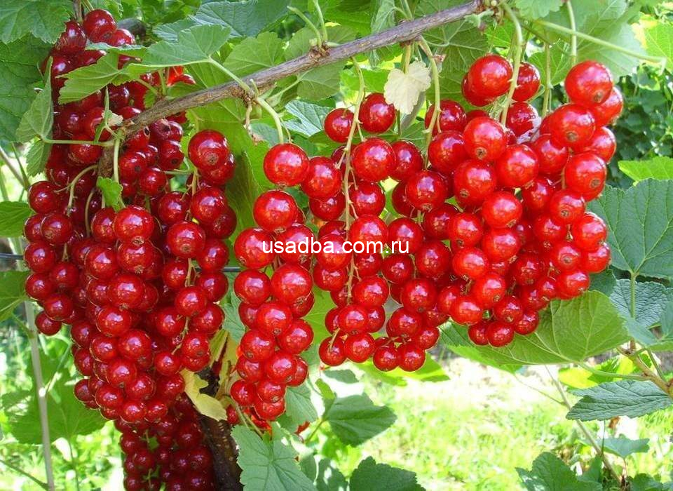 Смородина красная Андрейченко