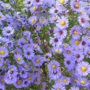 Астра голубая Синее море