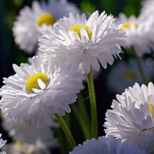 Маргаритка