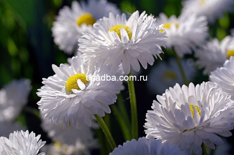 Маргаритка