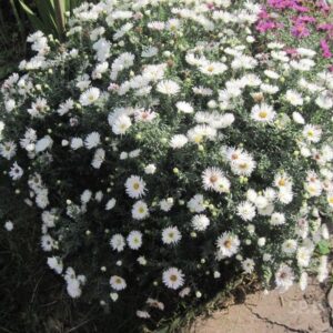 Астра бордюрная белая