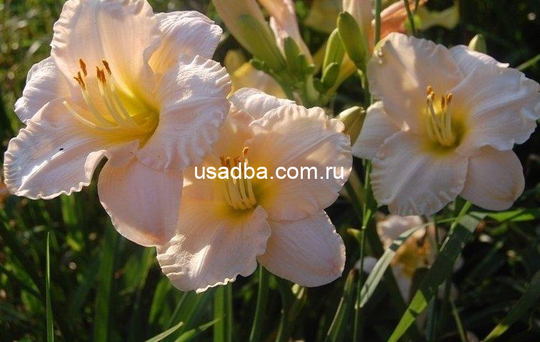 Лилейник 'Лиллабу Бейби'