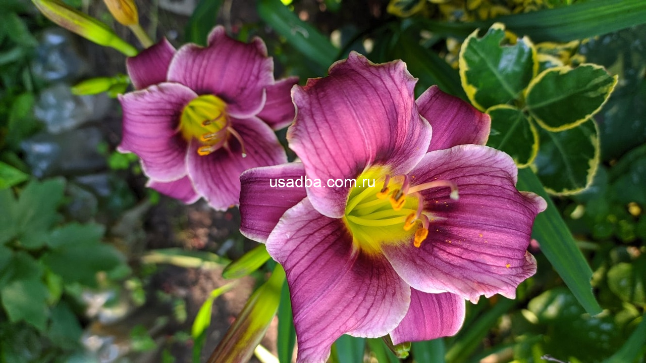 Лилейник Little Missy