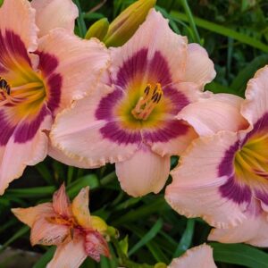 Лилейник Вайнберри Кэнди