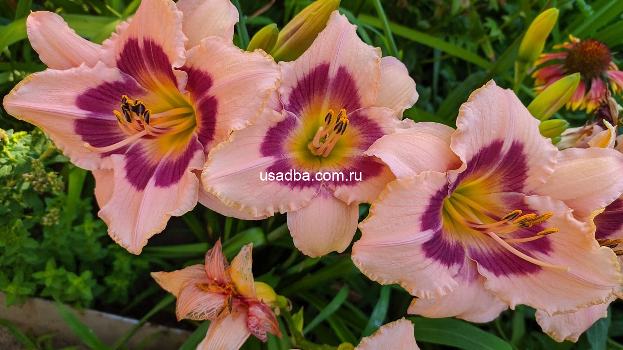 Лилейник Вайнберри Кэнди