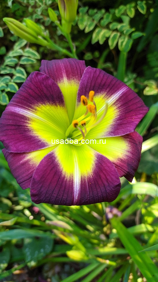 Лилейник Найт Бекон